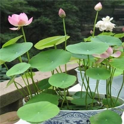 Premium Bonsai Lotus Flower Seeds - Pack of 40