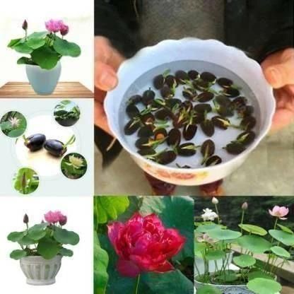 Premium Bonsai Lotus Flower Seeds - Pack of 40